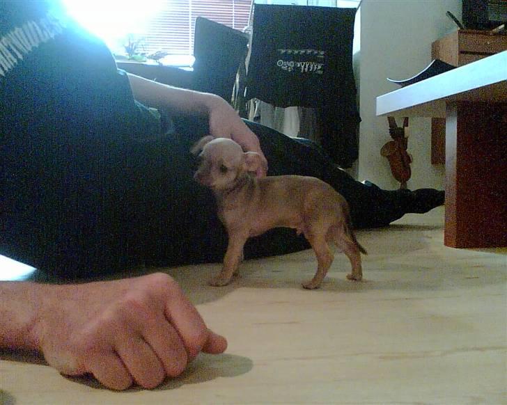 Chihuahua Milo - Første dag i det nye hjem billede 4