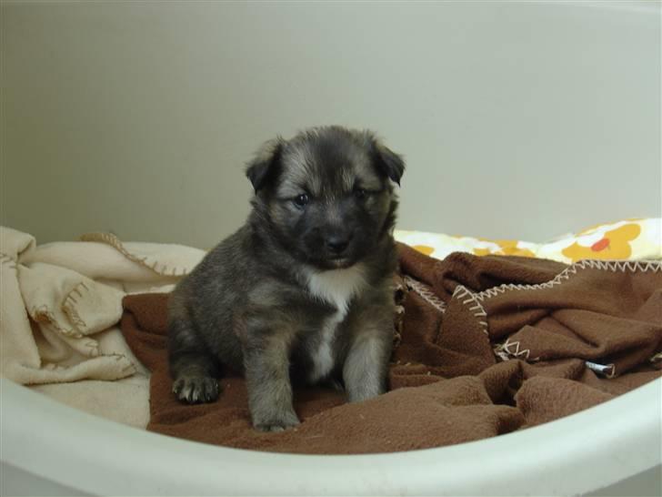 Islandsk fårehund Kjartan - lille Kjartan som hvalp billede 14