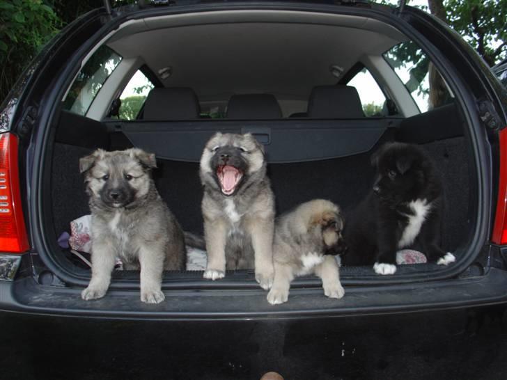 Islandsk fårehund Kjartan - her sidder han sammen med hans søskende....kjartan længst til venstre billede 15