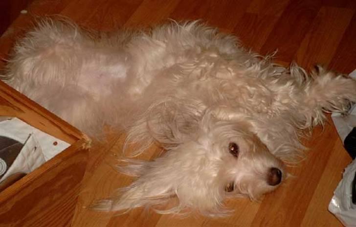 Bichon havanais Cuban Silky Dreams Ayshia billede 18