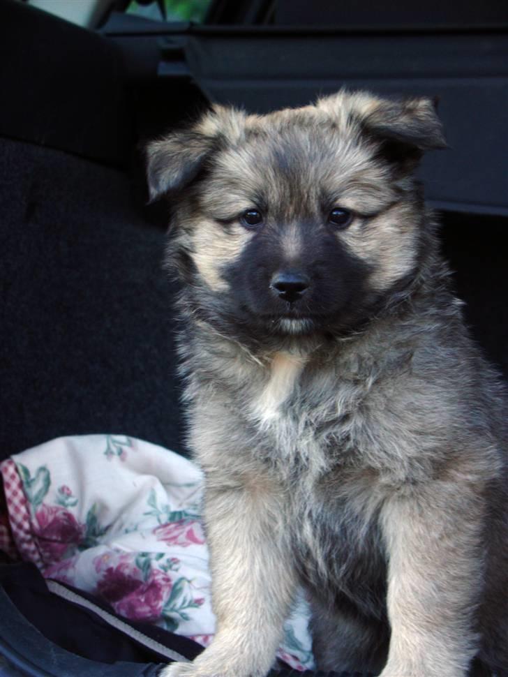 Islandsk fårehund Kjartan - uha...min lille konge hvor har du forandret dig siden vi fik dig!!! billede 16