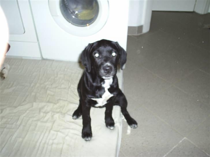 Blanding af racer Trine*Nicolines* - Velkommen til Trines profil.. Læg gerne én kommentar.! billede 1