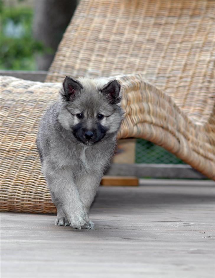 Islandsk fårehund Kjartan - nu kommer jeg!! billede 17