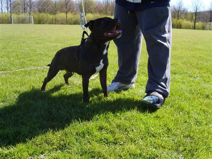 Staffordshire bull terrier Boris R.I.P billede 1