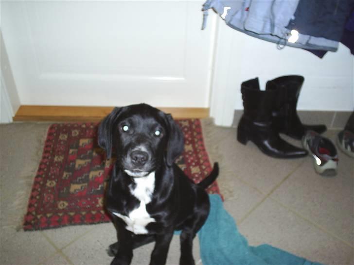 Blanding af racer Trine*Nicolines* - Hun er såå søød :b billede 2