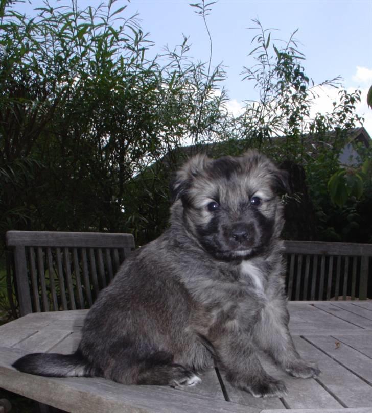 Islandsk fårehund Kjartan - med meget pels som hvalp billede 18