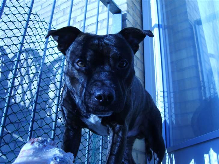 Staffordshire bull terrier Boris R.I.P billede 2