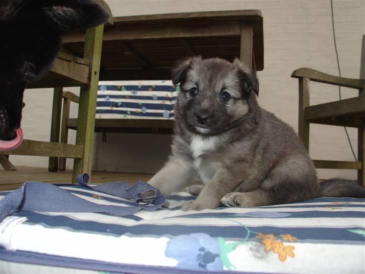Islandsk fårehund Kjartan - min lille baby hvalp billede 19