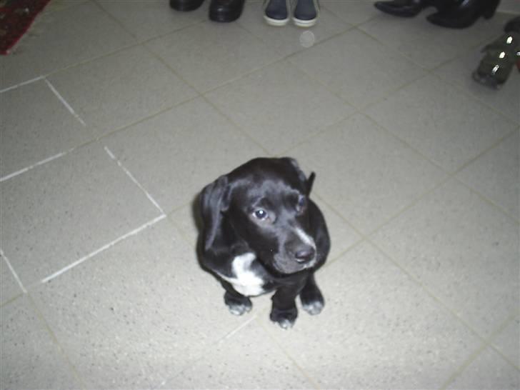 Blanding af racer Trine*Nicolines* - Hun er såå søød så blød og dejlig :DD billede 3