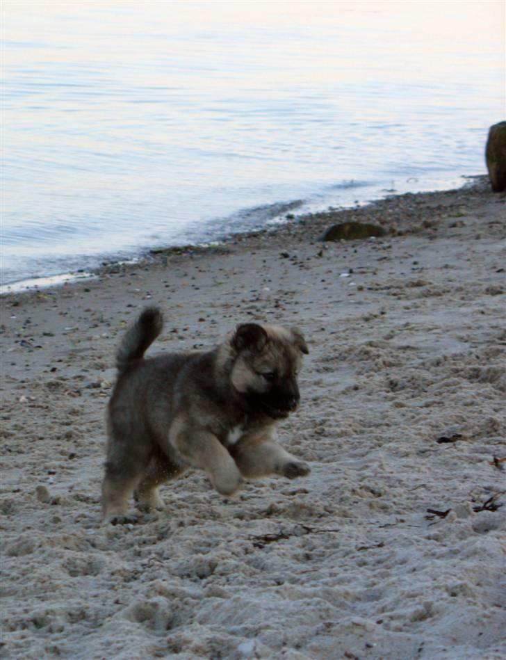 Islandsk fårehund Kjartan - på stranden: jeg har dig!!! billede 20