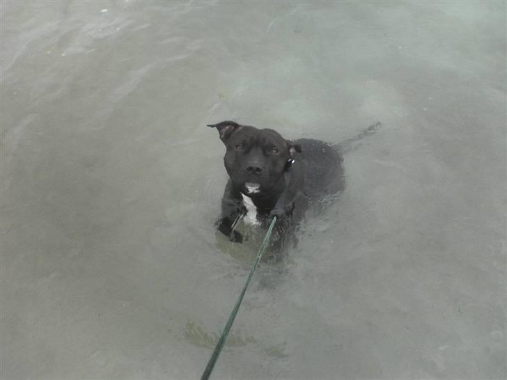 Staffordshire bull terrier Boris R.I.P billede 3