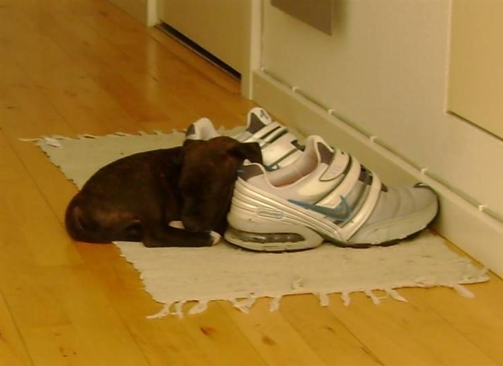 Staffordshire bull terrier Boris R.I.P billede 4