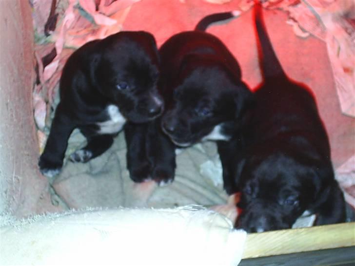 Blanding af racer Trine*Nicolines* - De alle tre ;P billede 4