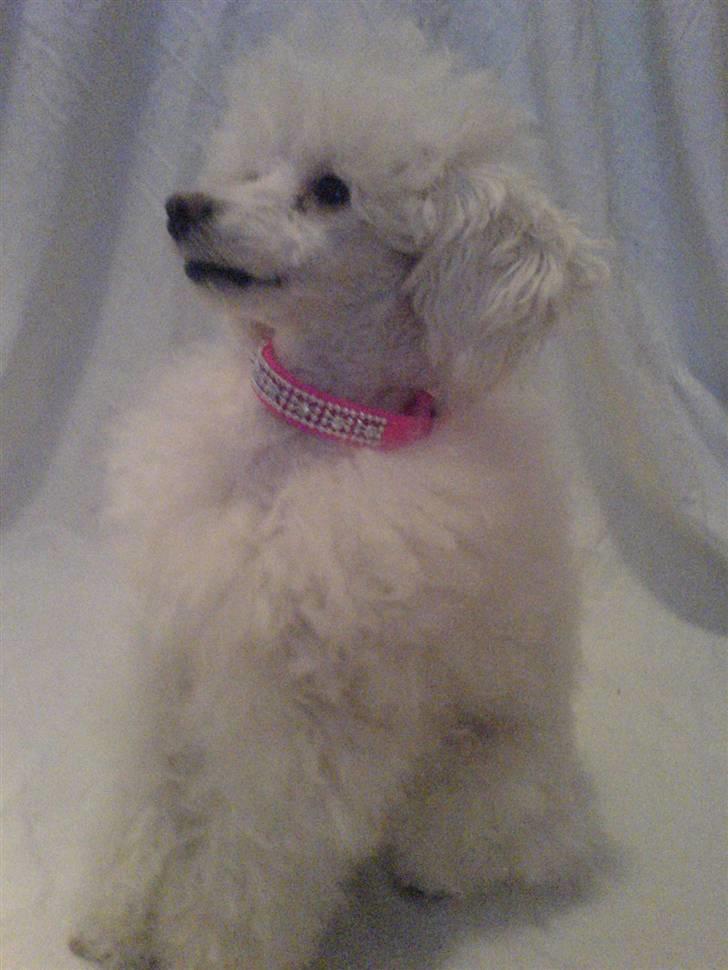 Toypuddel Fluffy billede 6