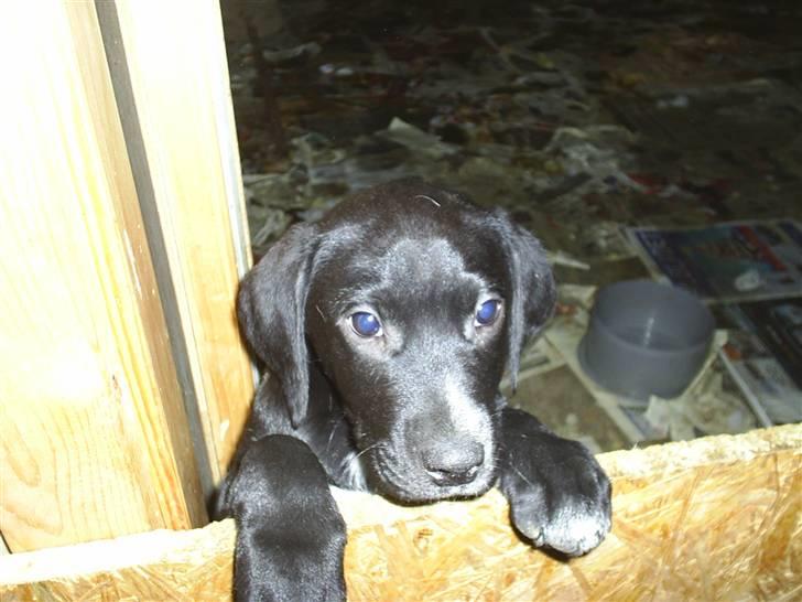 Blanding af racer Trine*Nicolines* - Du kigger op søde ven.. :D Du er såå sød og du er miin lille vapse billede 5