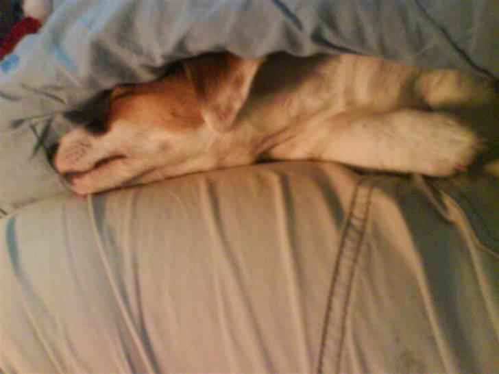 Jack russell terrier Thess - tager lige en skraber billede 6