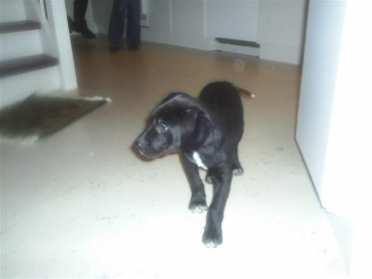 Blanding af racer Trine*Nicolines* - Du er jo såå sød min hund billede 6