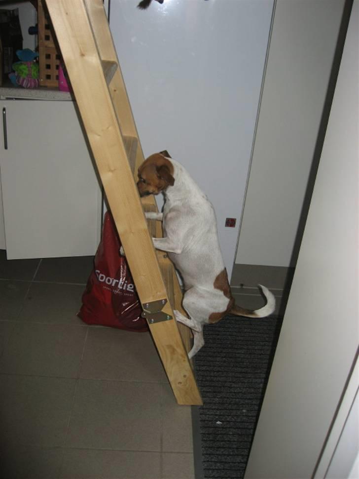 Dansk svensk gaardhund Taffi billede 12