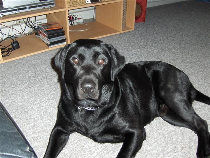 Labrador retriever Bamse r.i.p :"( savnet - er han ikk bare dejlig? billede 1