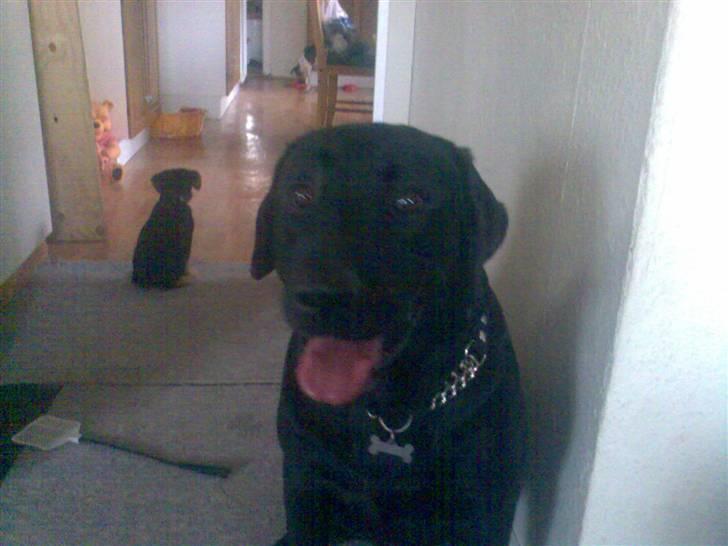 Labrador retriever Bamse r.i.p :"( savnet - Bamse sidder foran, og tippi sidder den anden vej!  billede 2