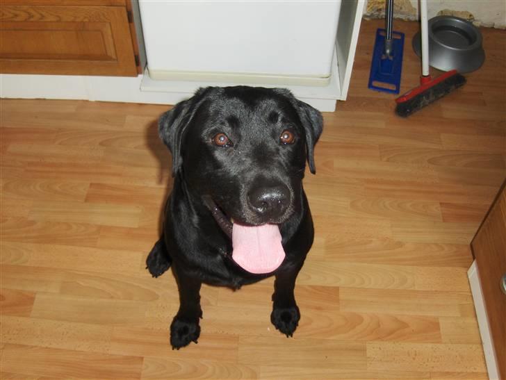Labrador retriever Bamse r.i.p :"( savnet - her er den bedste hund! :P billede 3