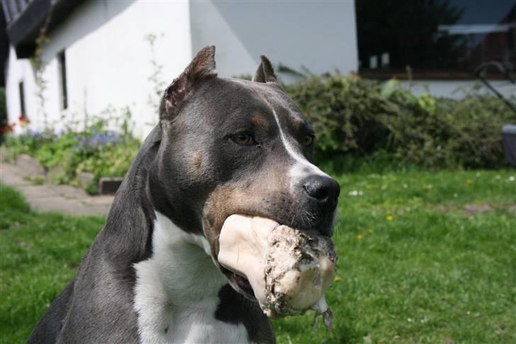 Amerikansk staffordshire terrier Xanthos R.I.P - Xanthos med et lille "hold kæft" ben ;) Maj 2010 billede 17
