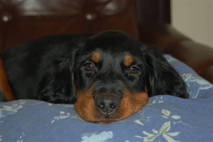 Gordon setter Wøkk´s A.Lajka - 3 mdr. billede 1