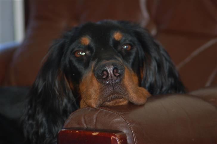 Gordon setter Wøkk´s A.Lajka - 7 mdr. billede 2