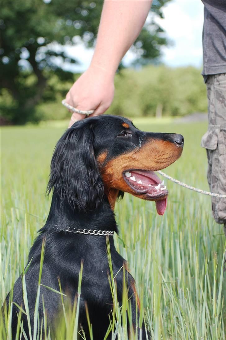 Gordon setter Wøkk´s A.Lajka billede 3