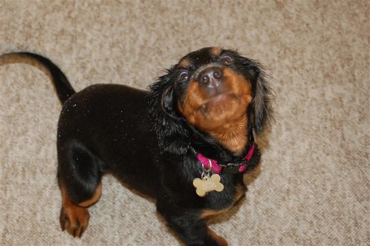 Gordon setter Wøkk´s A.Lajka - Vandkamp billede 4