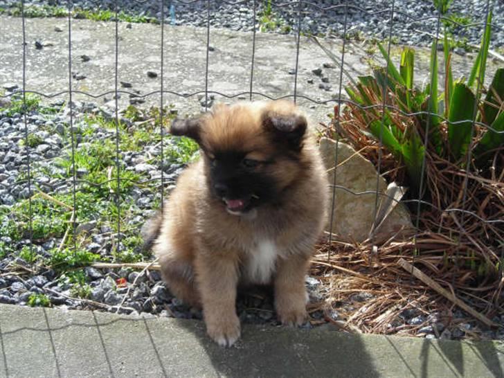 Blanding af racer Gizmo billede 15