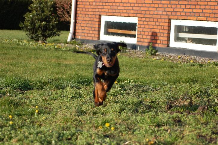 Gordon setter Wøkk´s A.Lajka - Fuld fart over feltet... billede 5