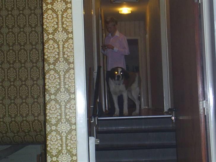 Sankt bernhardshund Bamse Død den 10/9-08 billede 11