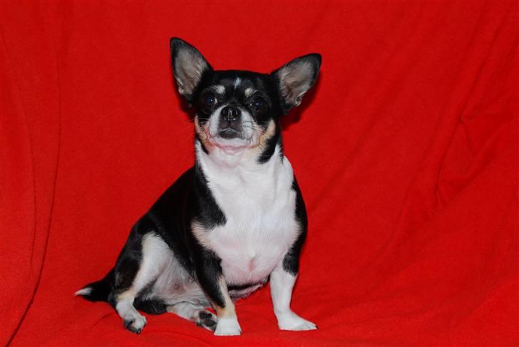 Chihuahua Perle - Himmelhund :( - Perle ca. 6 uger henne. billede 6