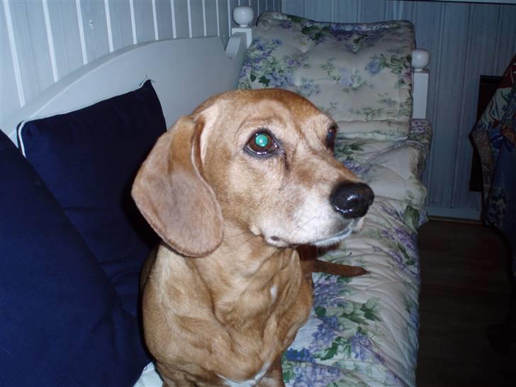 Blanding af racer Kikki. Død. :´[ - <min dejlige hund . Kikki billede 1