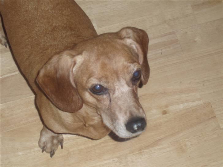 Blanding af racer Kikki. Død. :´[ - Blev taget da hun var syg. :/ billede 2