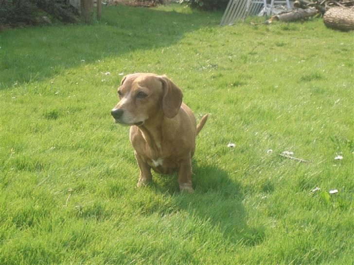 Blanding af racer Kikki. Død. :´[ - Min Kikki billede 3