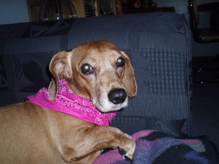 Blanding af racer Kikki. Død. :´[ - Kikki med tørtklæde som jeg havde købt med hjem til hende fra Berlin.  billede 4