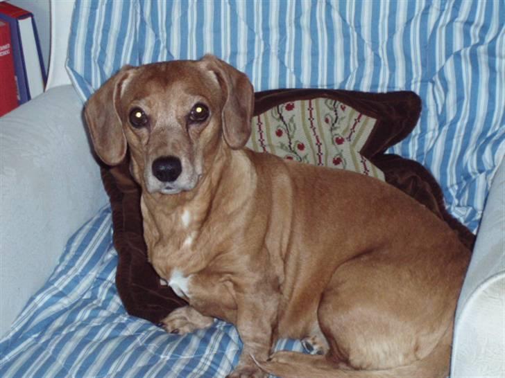 Blanding af racer Kikki. Død. :´[ - Kikki i hendes ynglingsstol billede 5