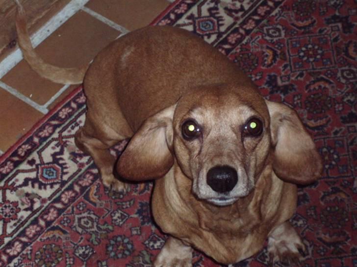 Blanding af racer Kikki. Død. :´[ - Elsker dig stadig- min billede 6