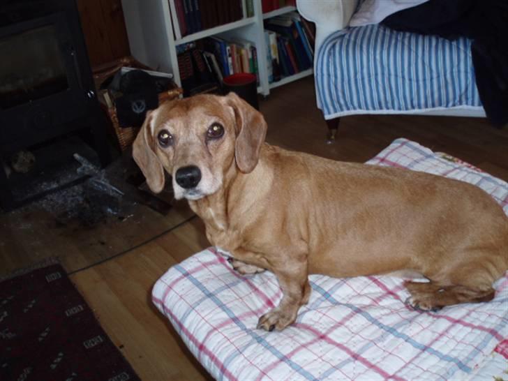 Blanding af racer Kikki. Død. :´[ - :-* billede 7