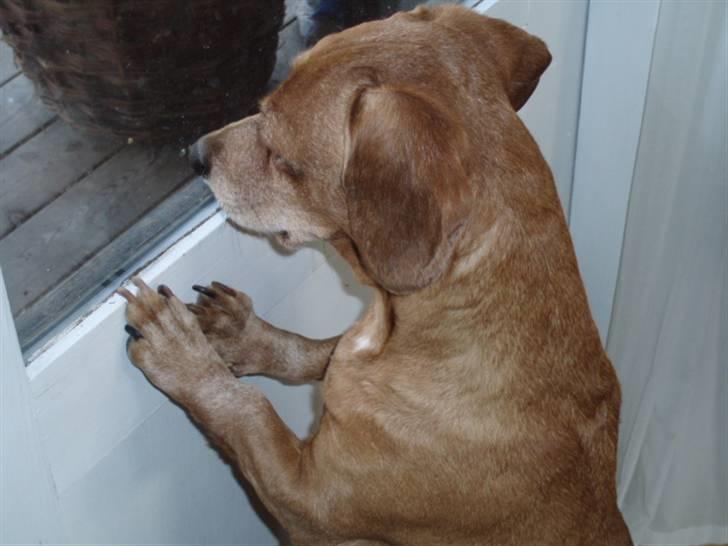 Blanding af racer Kikki. Død. :´[ - Hendes udkigspost. og især når man sagde "kat" billede 8