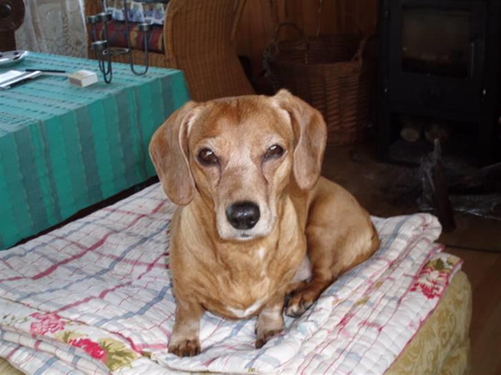 Blanding af racer Kikki. Død. :´[ - Kikki med sit dejlige blik i øjet. billede 9