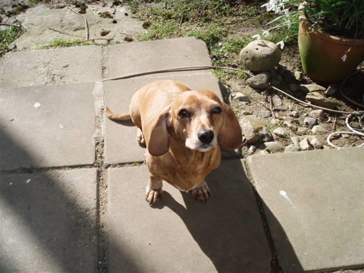 Blanding af racer Kikki. Død. :´[ - Min dejligeste hund. vil altid være det.  billede 10