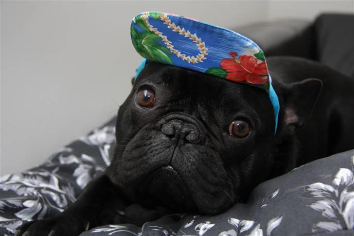 Fransk bulldog Adonis Kinibox [LOTUS] -  - Foto: Alex Larsen billede 19