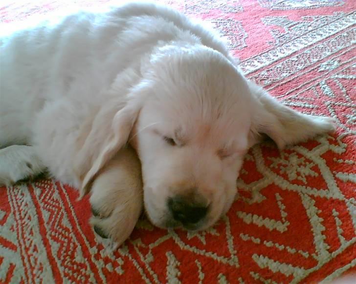 Golden retriever Hannibal Risager billede 20