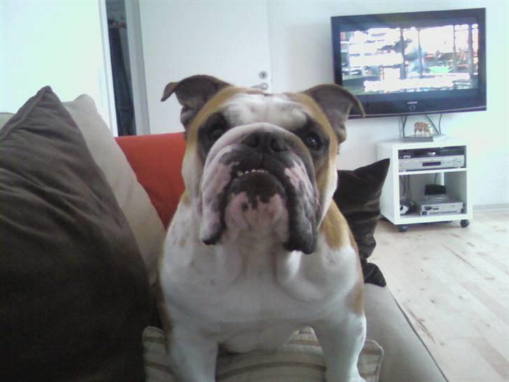 Engelsk bulldog J.J Kaldt Pølle. billede 13