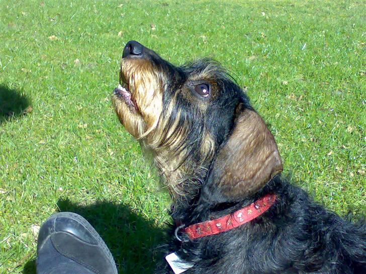 Gravhund Thilde Himmelhund(2007) - "lille"Thilde hund  billede 1