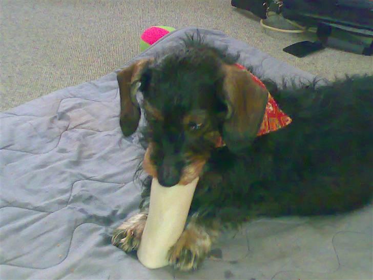 Gravhund Thilde Himmelhund(2007) - har lige fået et marvben med leverpostej, mums billede 2