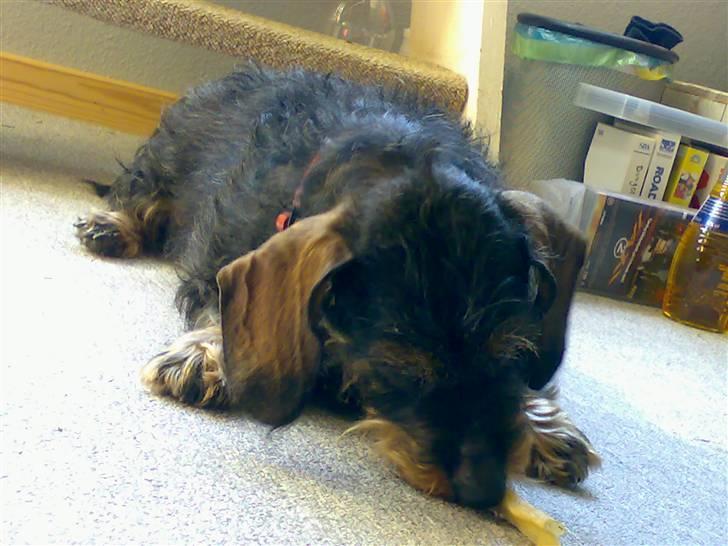 Gravhund Thilde Himmelhund(2007) - ligger oppe i solen og nyder varmen mens man gnaver tyggeben billede 3